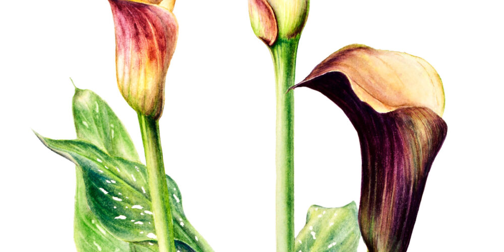 Arum Lily – Painting Plants