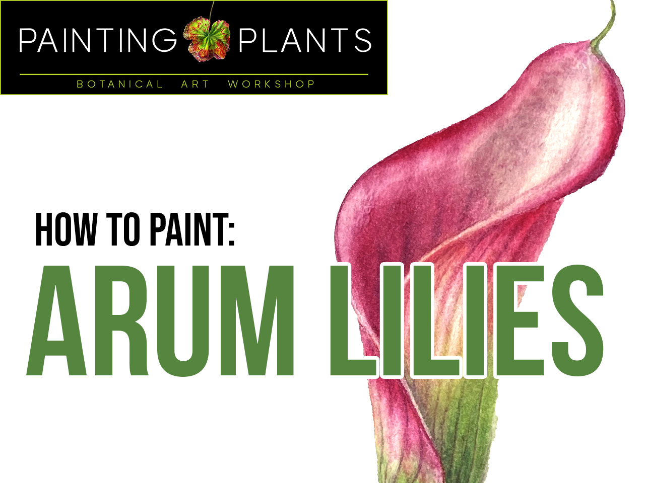 Painting Arum Lilies